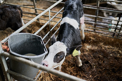 Buy stock photo Shot of a young dairy cow calf gently walking around in a livestock pen while eating grass on a farm