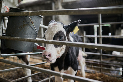 Buy stock photo Shot of a young dairy cow calf gently walking around in a livestock pen while eating grass on a farm