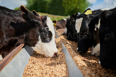 Buy stock photo Shot of a herd of hungry dairy cows eating feed together outside on a farm