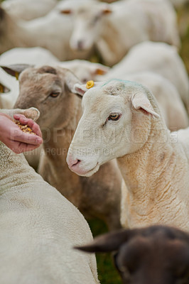 Buy stock photo Shot of a unrecognisable farmer feeding a herd of sheep with his hand outside on a farm