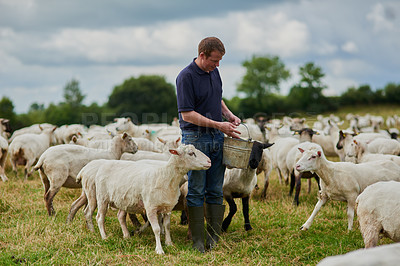 Buy stock photo Farm, sheep and bucket with man in field for agriculture, sustainability and animal care. Labor, ecology and summer with male farmer in countryside meadow for cattle, livestock and lamb pasture