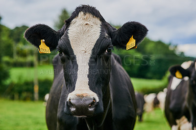 Buy stock photo Cropped shot of a herd of cattle grazing on a dairy farm