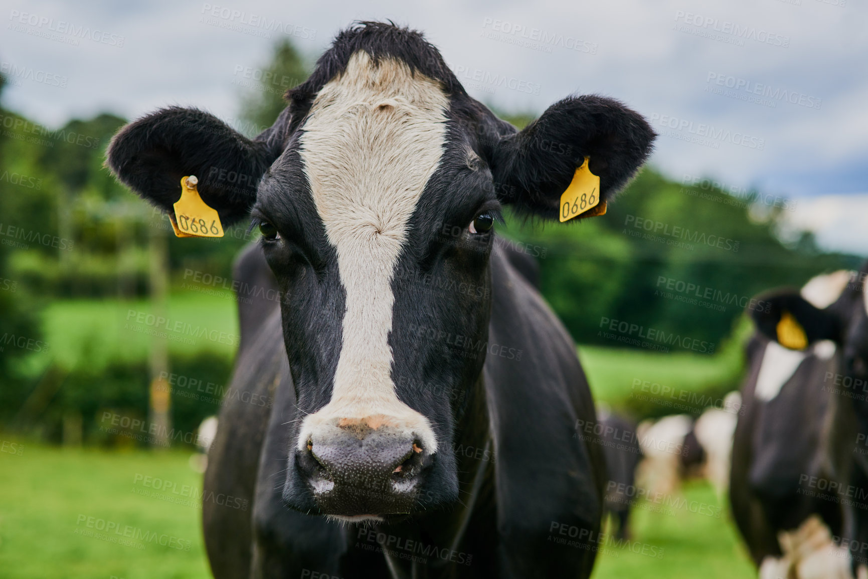 Buy stock photo Cropped shot of a herd of cattle grazing on a dairy farm