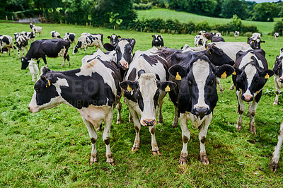 Buy stock photo High angle shot of a herd of cattle grazing on a dairy farm