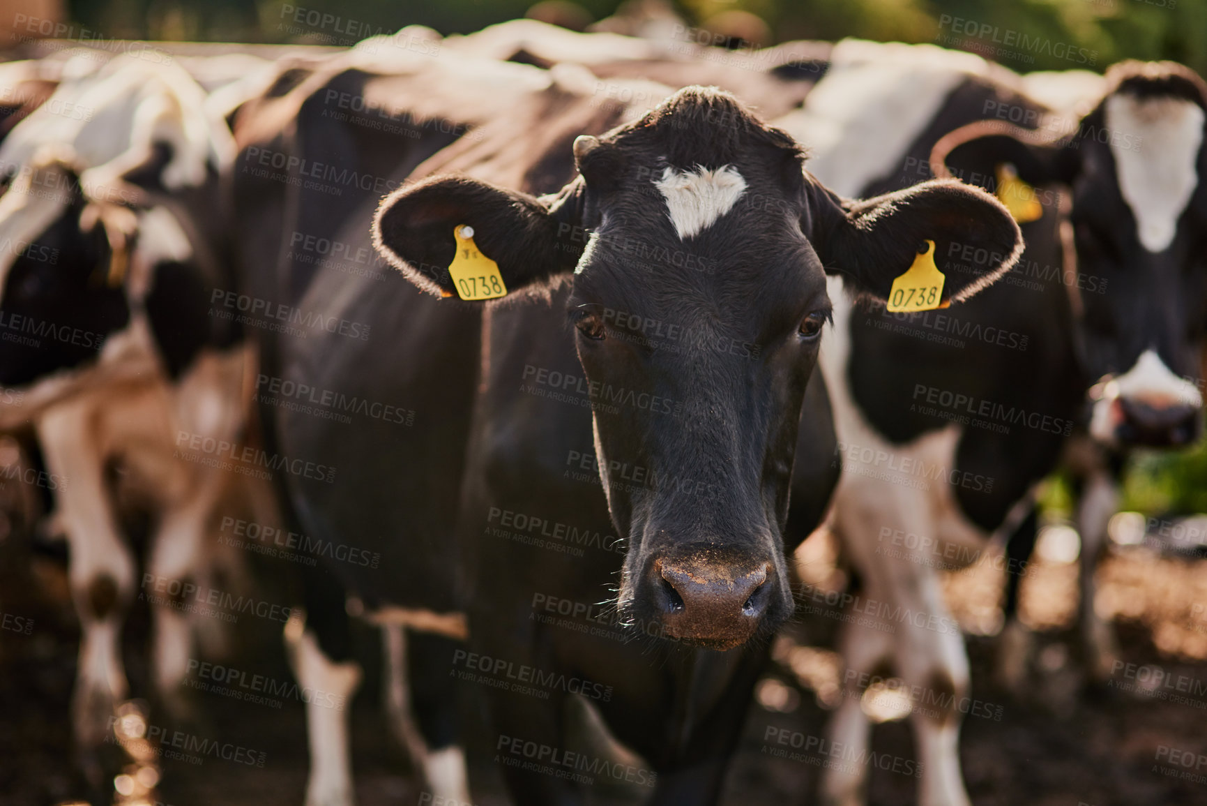 Buy stock photo Cropped shot of a herd of cattle grazing on a dairy farm