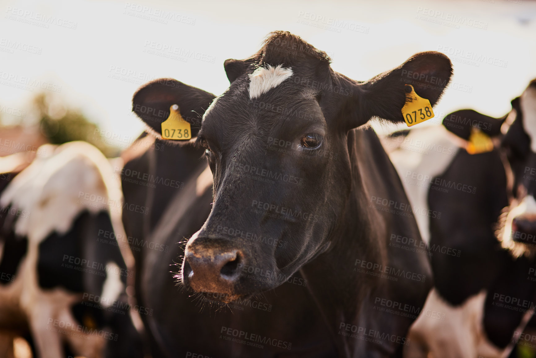 Buy stock photo Cow, cattle and animal with tag for livestock, agriculture or countryside production on dairy farm. Closeup, mammal or herd of outdoor beasts with label on grass field or natural farmland in texas