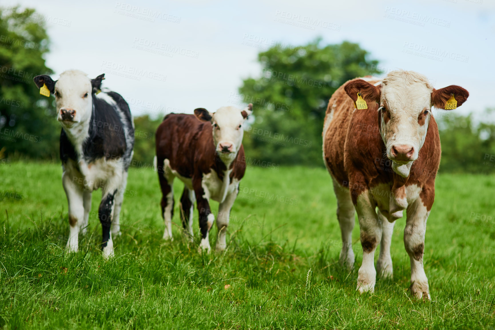 Buy stock photo Full length shot of a herd of cattle grazing on a dairy farm