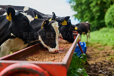 Buy stock photo Sustainable, agriculture and cows eating on a farm for health, wellness and dairy supply. Industry, farming and cattle feeding outdoor in eco friendly, nature or livestock environment in countryside.
