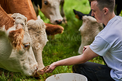 Buy stock photo High angle shot of a young male farmer feeding the cows on his dairy farm