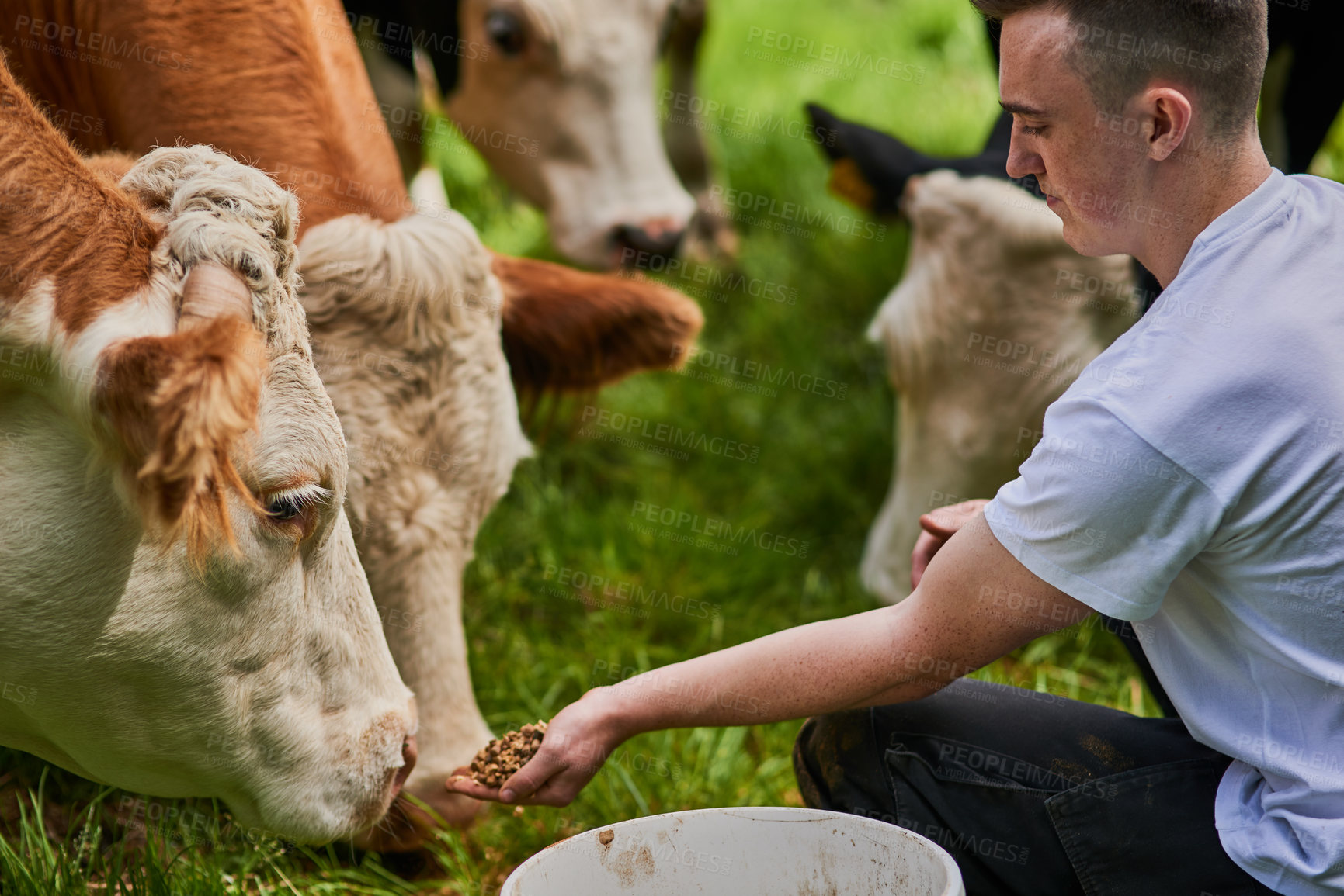 Buy stock photo Agriculture, farmer and man feeding cows on grass for sustainable, growth and livestock production. Dairy farming, work and person with cattle at countryside for agro business, ecology and nutrition