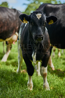 Buy stock photo Cropped shot of a herd of cattle grazing on a dairy farm