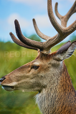 Buy stock photo Cropped shot of a male reindeer in the wild