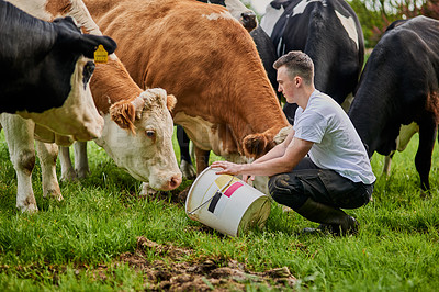 Buy stock photo Full length shot of a young male farmer feeding the cows on his dairy farm