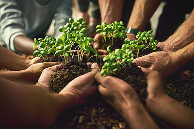 Buy stock photo Hands planting fresh green plants showing healthy growth, progress and development. Closeup of diverse group of environmental conservation people collaborating sustainability in agriculture industry 