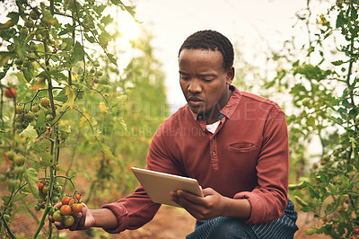 Buy stock photo Black man, tablet and tomato farming with agriculture and farmer check crops with nature, harvest and inspection. Male person on farm, vegetable plant and sustainability, growth and quality assurance