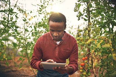 Buy stock photo Black man, tablet and farmer check on tomato crops with agriculture and inspection with nature and harvest. Male person on farm, vegetable farming and sustainability, growth and quality assurance