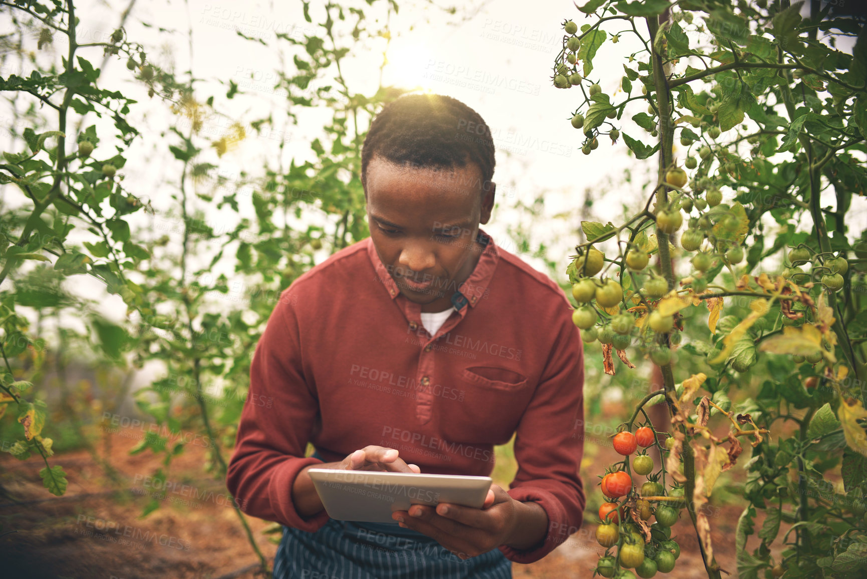 Buy stock photo Black man, tablet and farmer check on tomato crops with agriculture and inspection with nature and harvest. Male person on farm, vegetable farming and sustainability, growth and quality assurance
