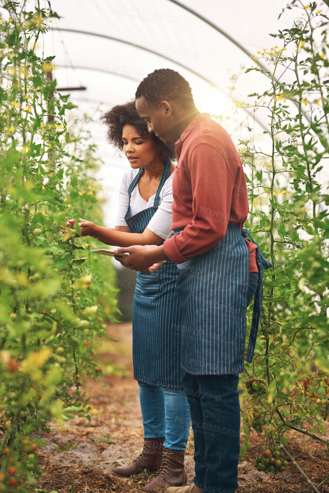 Buy stock photo Farming, tablet and team by plants for check, development and quality assurance in greenhouse. Man, woman and technology by tomatoes for growth, sustainability and inspection for agriculture