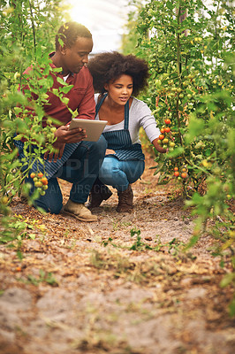 Buy stock photo Team, farming and tablet at plants for check, inspection and quality assurance for agriculture. Man, woman and technology by tomatoes for development, sustainability and information in greenhouse