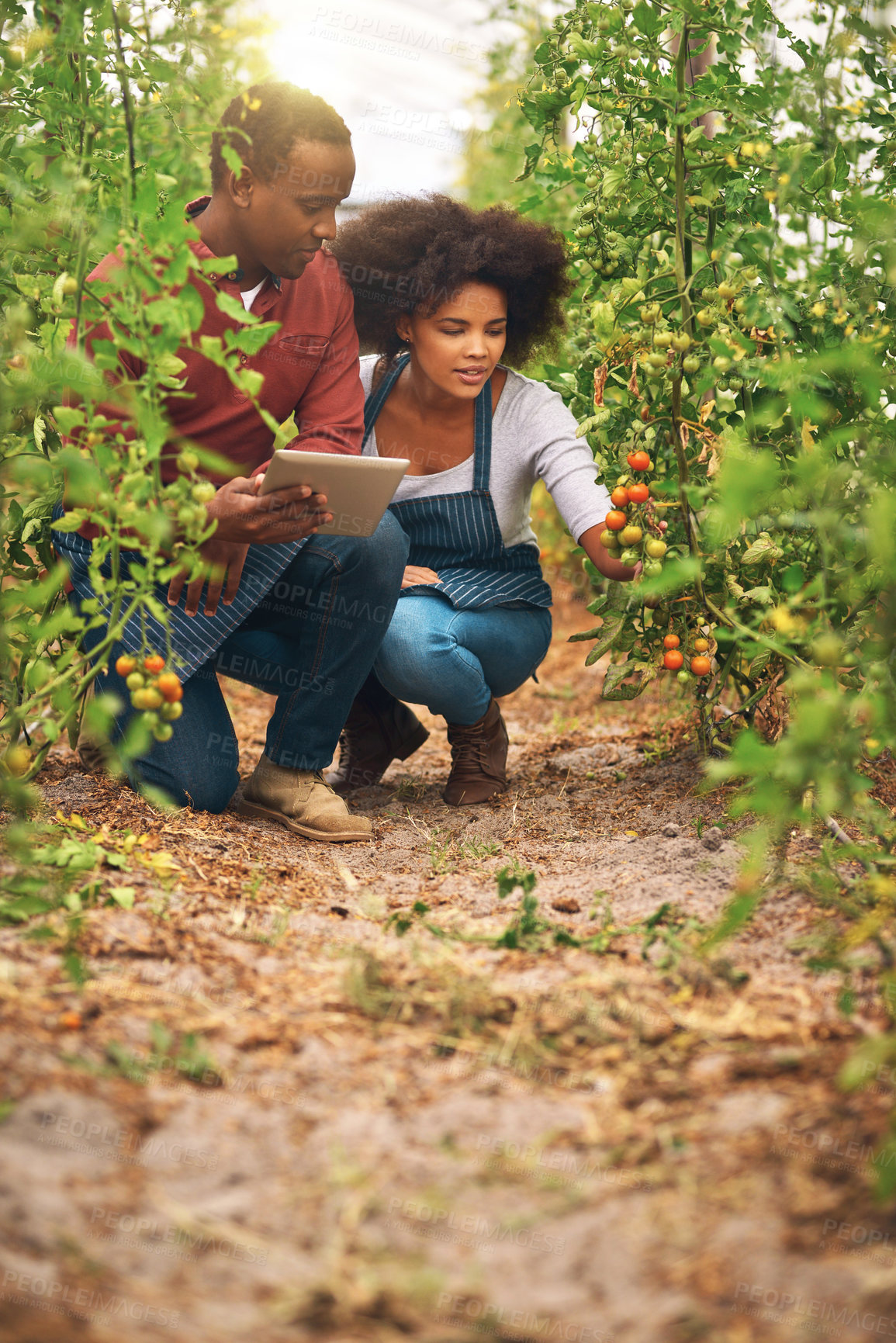 Buy stock photo Team, farming and tablet at plants for check, inspection and quality assurance for agriculture. Man, woman and technology by tomatoes for development, sustainability and information in greenhouse