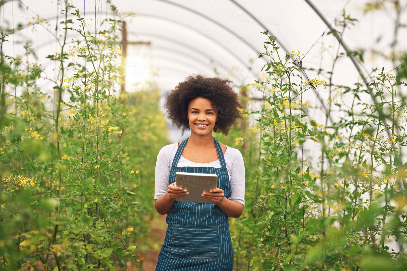 Buy stock photo Happy woman, portrait and farming with tablet in greenhouse for crops, harvest or natural agriculture. Young, female person or farmer with smile on technology for agro or fresh production in Ethiopia