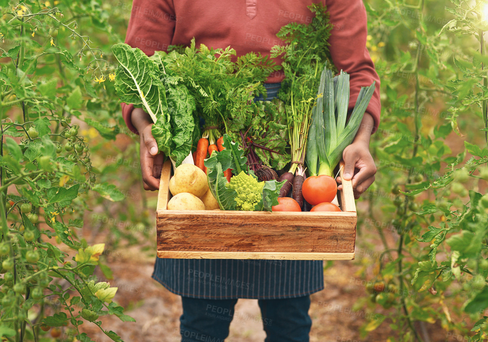 Buy stock photo Cropped shot of an unrecognizable male farmer carrying a crate of fresh produce