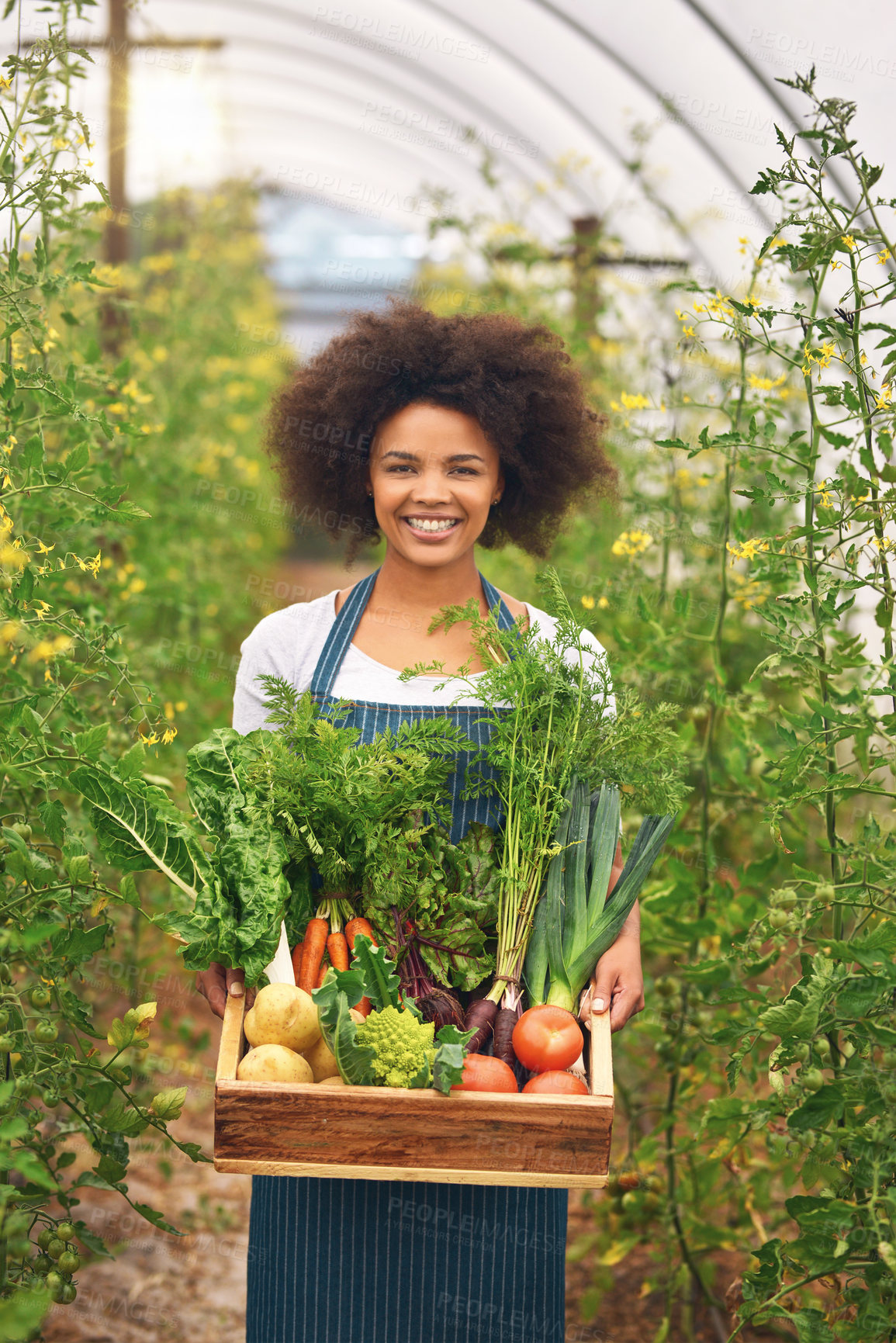 Buy stock photo Portrait, woman and box with vegetables in greenhouse for sustainable, production and cultivation. Smile, worker and basket with harvest in nature for eco friendly, gardening and organic farming
