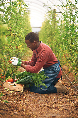 Buy stock photo Tomato, farming and happy black man harvest vegetables, organic food or fresh production. Farmer, person and picking plants in natural greenhouse for growth, commercial agriculture or check quality