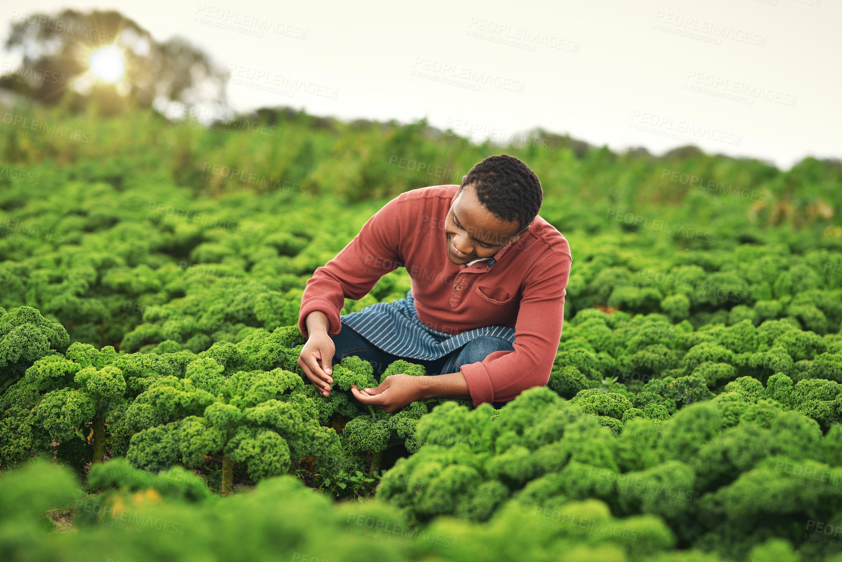 Buy stock photo Agriculture, field and harvest with black man on farm for sustainability, environment and vegetables supplier. Farmer, plants and growth with person in countryside for permaculture and soil health