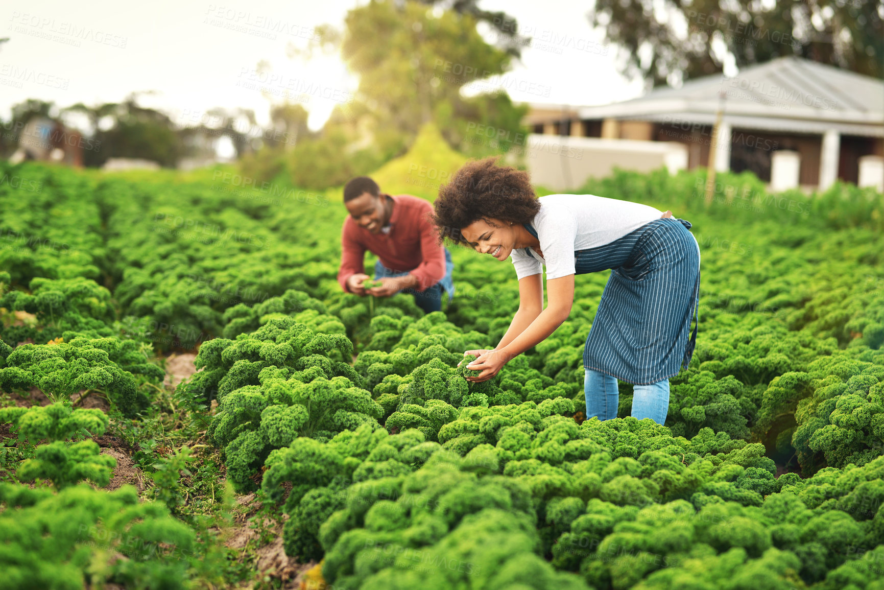 Buy stock photo Agriculture, smile and plant with couple on farm for sustainability, environment and vegetables supplier. Growth, nature and eco friendly with people in countryside for permaculture and soil health
