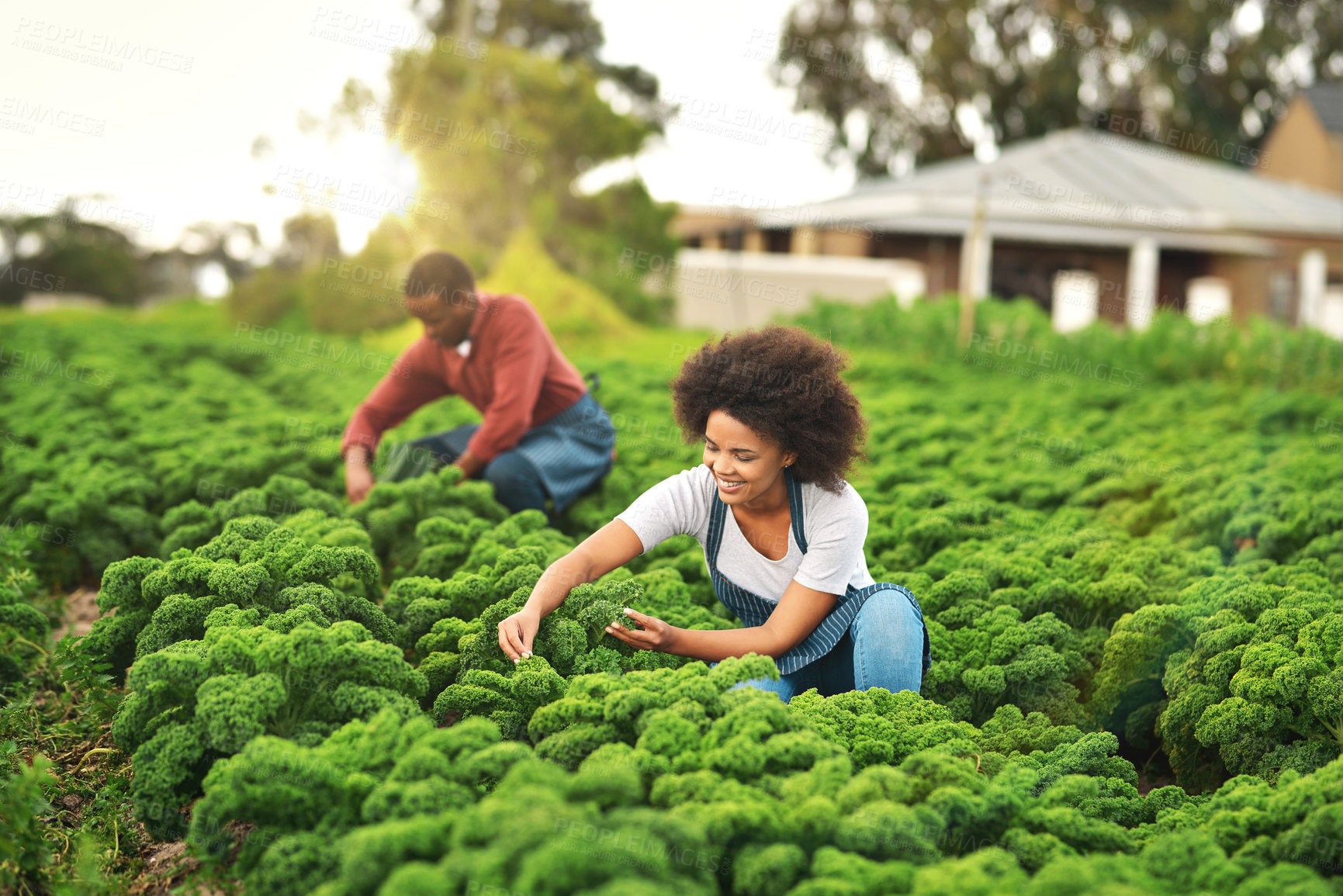 Buy stock photo Agriculture, plant and field with couple on farm for sustainability, environment and vegetables supplier. Farmer nature and eco friendly with people in countryside for permaculture and soil health