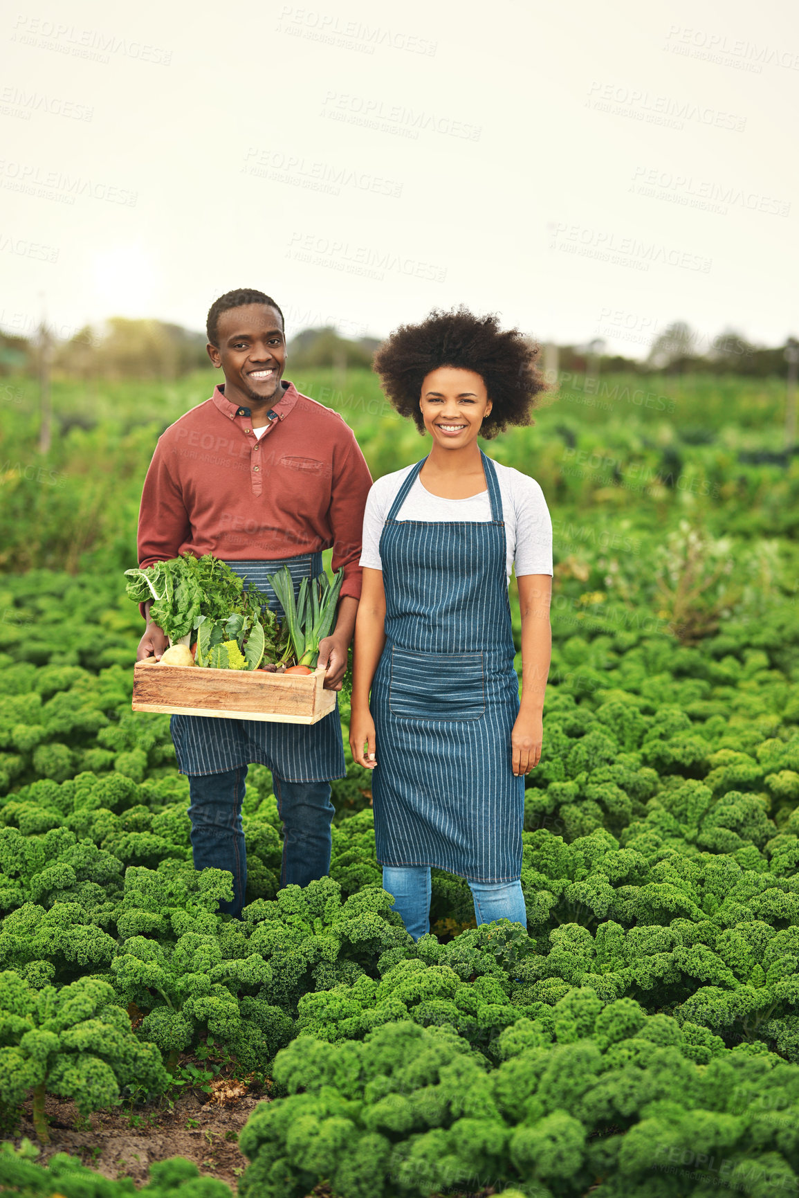 Buy stock photo Portrait, couple and farmer with vegetables in crate for agriculture, harvest or organic food production. Plants, happy man and woman at farm with box for growth with interracial partner at field