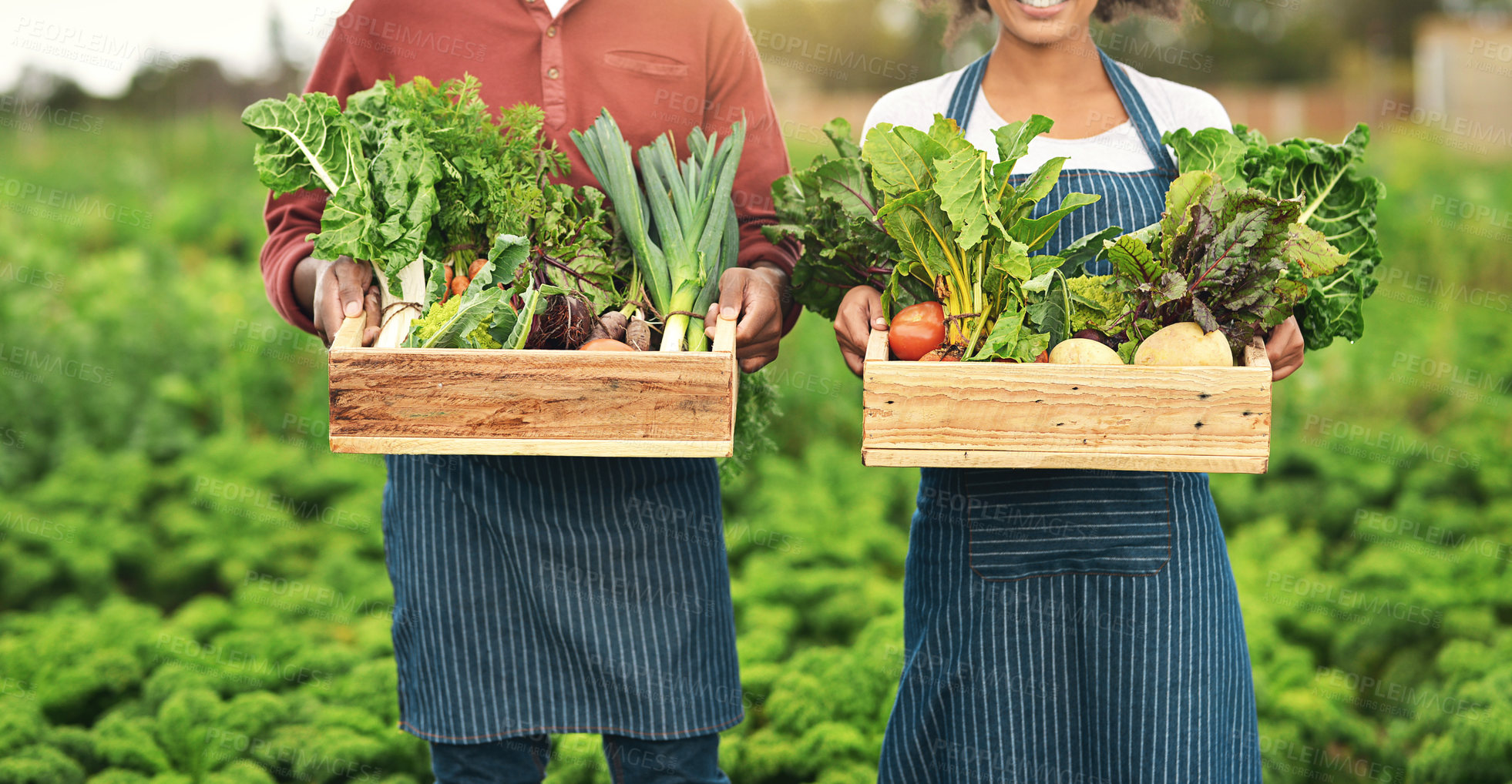 Buy stock photo Agriculture, vegetables and hands of couple on farm for sustainability, environment and food supplier. Growth, plants and eco friendly with people in countryside for permaculture and soil health