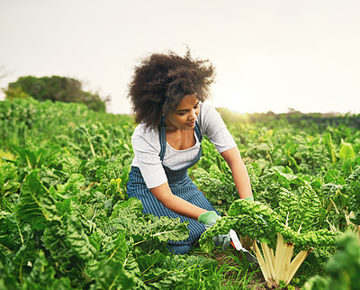 Buy stock photo Shot of an attractive young female farmer working the fields