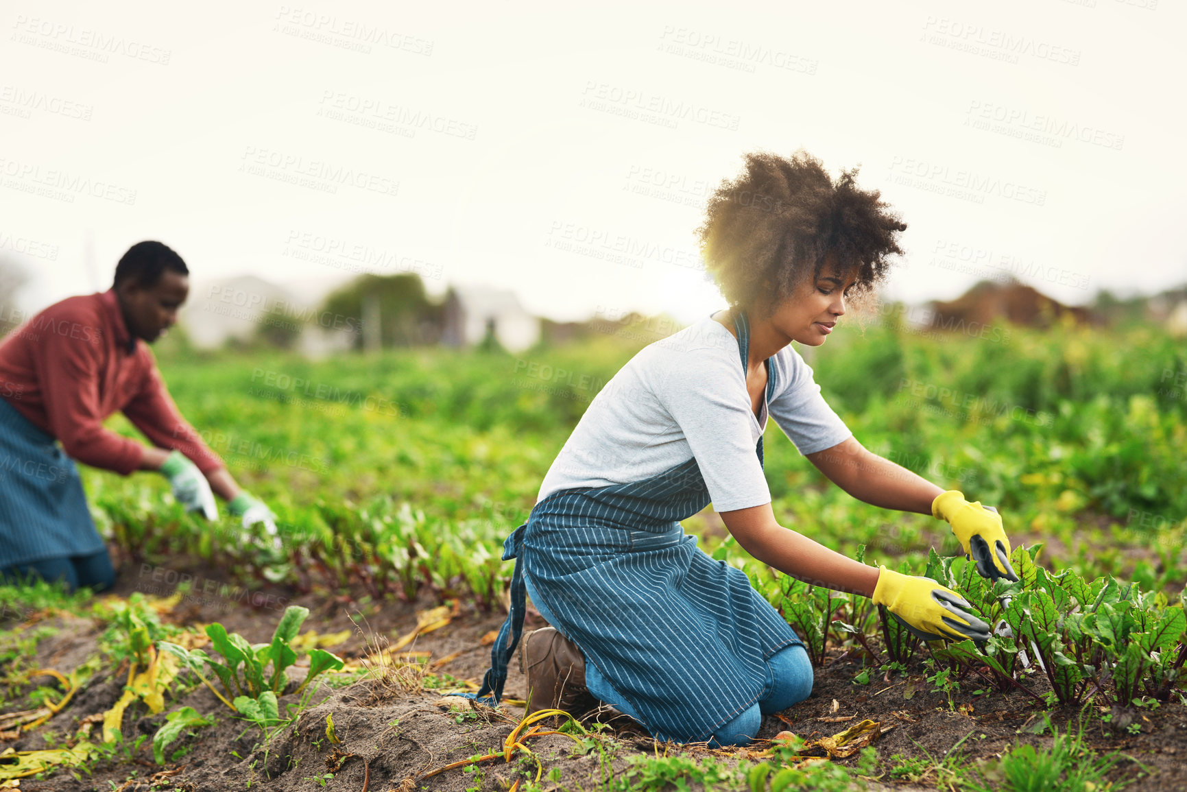 Buy stock photo Agriculture, plant and seed with couple in countryside for sustainability, environment and vegetables supplier. Growth, spring and farming with people in field for permaculture, organic and harvest