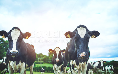 Buy stock photo Nature, agriculture and cows on sustainable farm walking and eating grass on an agro field. Ranch, livestock and herd of cattle animals in dairy, eco friendly and farming environment in countryside.