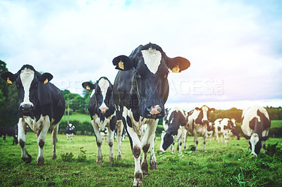 Buy stock photo Sustainable, agriculture and herd of cows on farm walking and eating grass on an agro field. Ranch, livestock and cattle animals in outdoor dairy, eco friendly and farming environment in countryside.