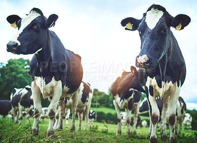 Buy stock photo Shot of a herd of cattle on a dairy farm