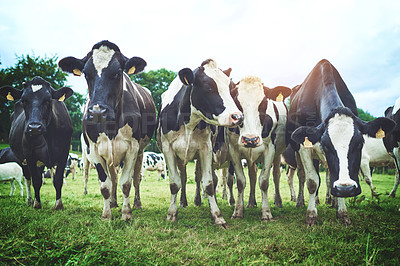 Buy stock photo Shot of a herd of cattle on a dairy farm