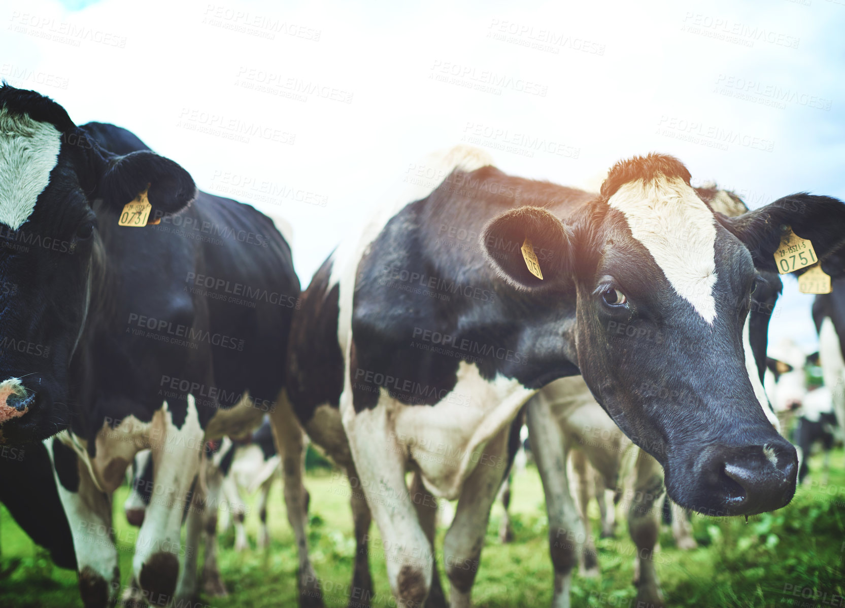 Buy stock photo Shot of a herd of cattle on a dairy farm