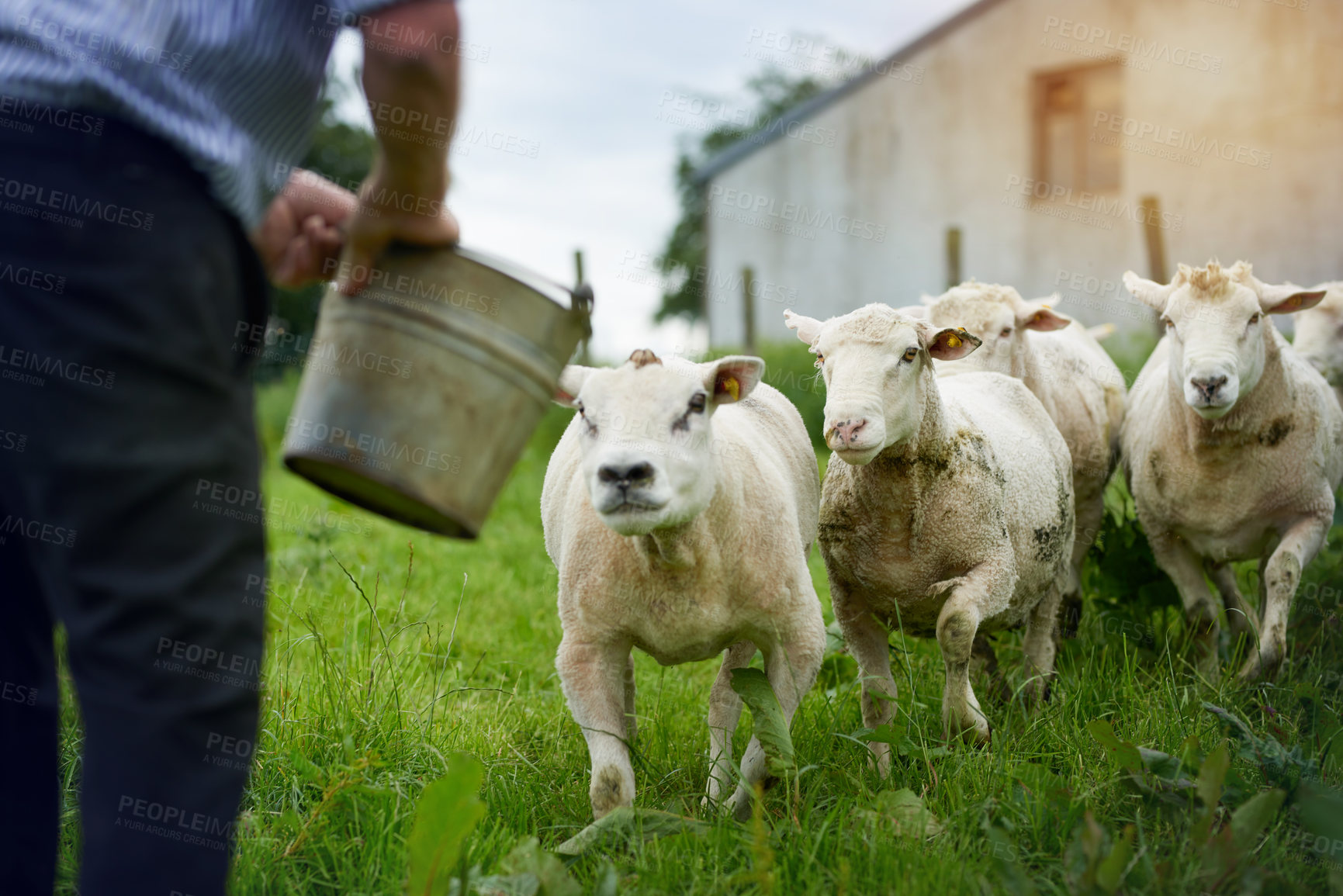 Buy stock photo Cropped shot of a farmer feeding sheep on a farm