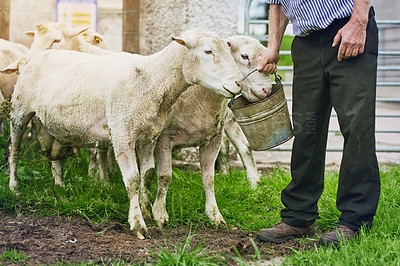 Buy stock photo Cropped shot of a farmer feeding sheep on a farm