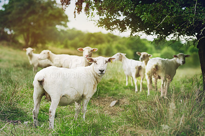Buy stock photo Shot of a flock of sheep grazing on a farm