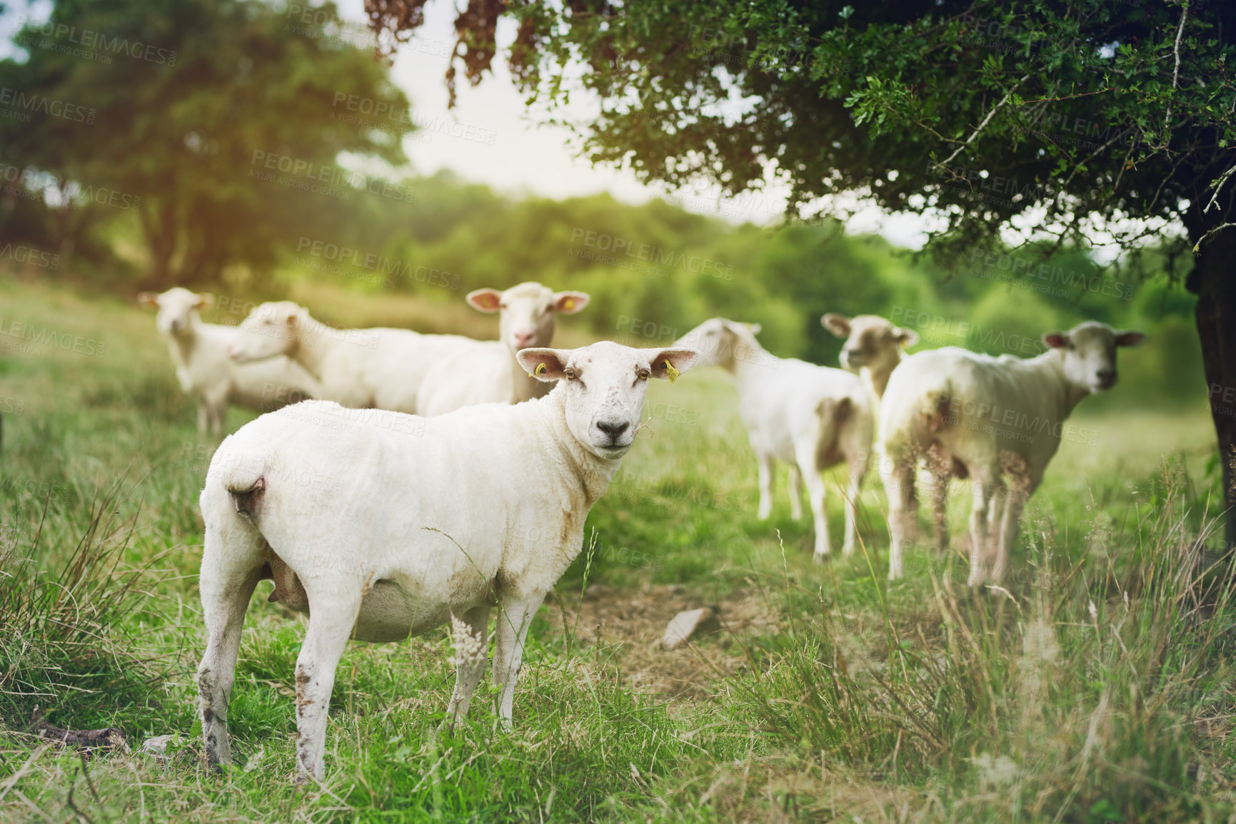 Buy stock photo Shot of a flock of sheep grazing on a farm