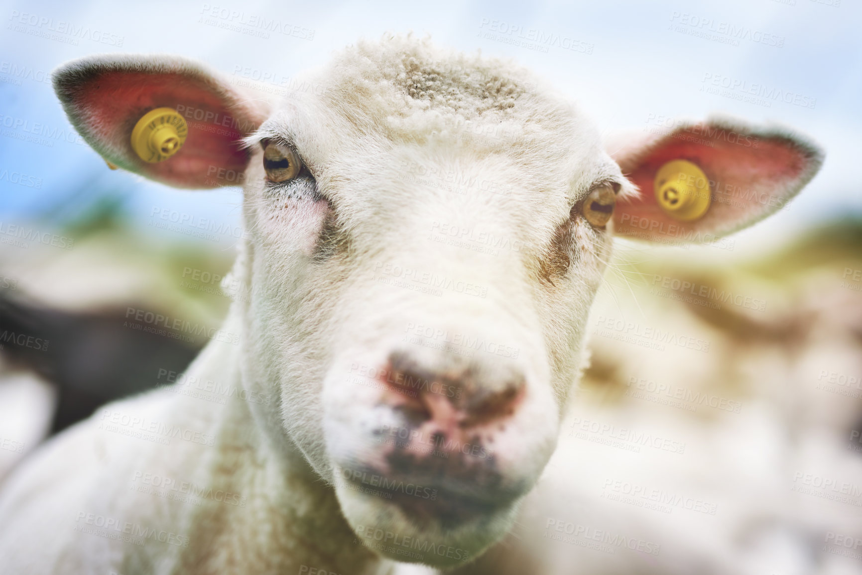 Buy stock photo Cropped shot of sheep on a farm