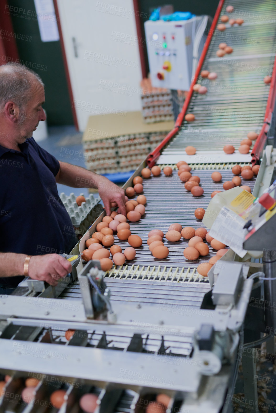 Buy stock photo Shot of a focused mature factory worker sorting out chicken eggs on a conveyer belt inside of a factory