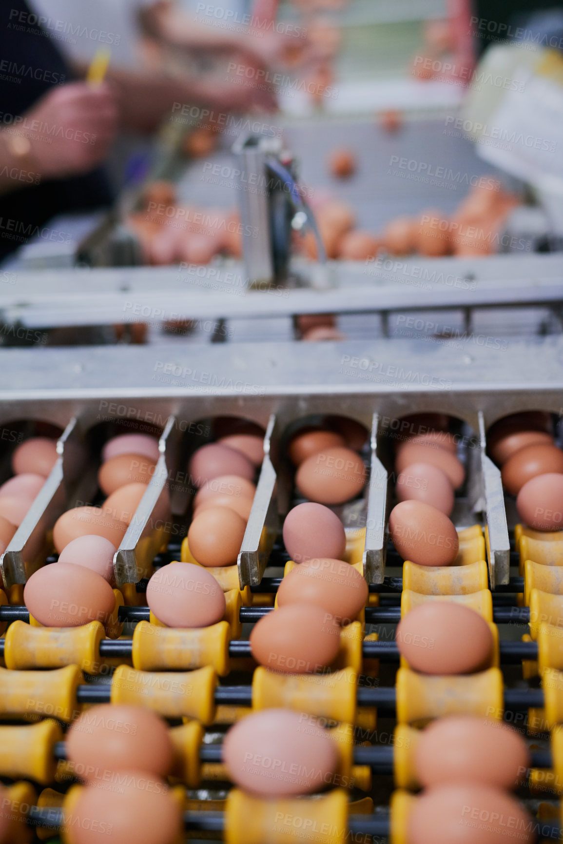 Buy stock photo Shot of chicken eggs moving up a conveyer belt while unrecognisable factory workers work in the background