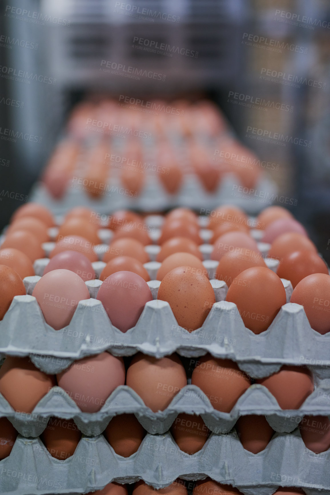 Buy stock photo Shot of packed chicken eggs moving out of a machine inside of a factory