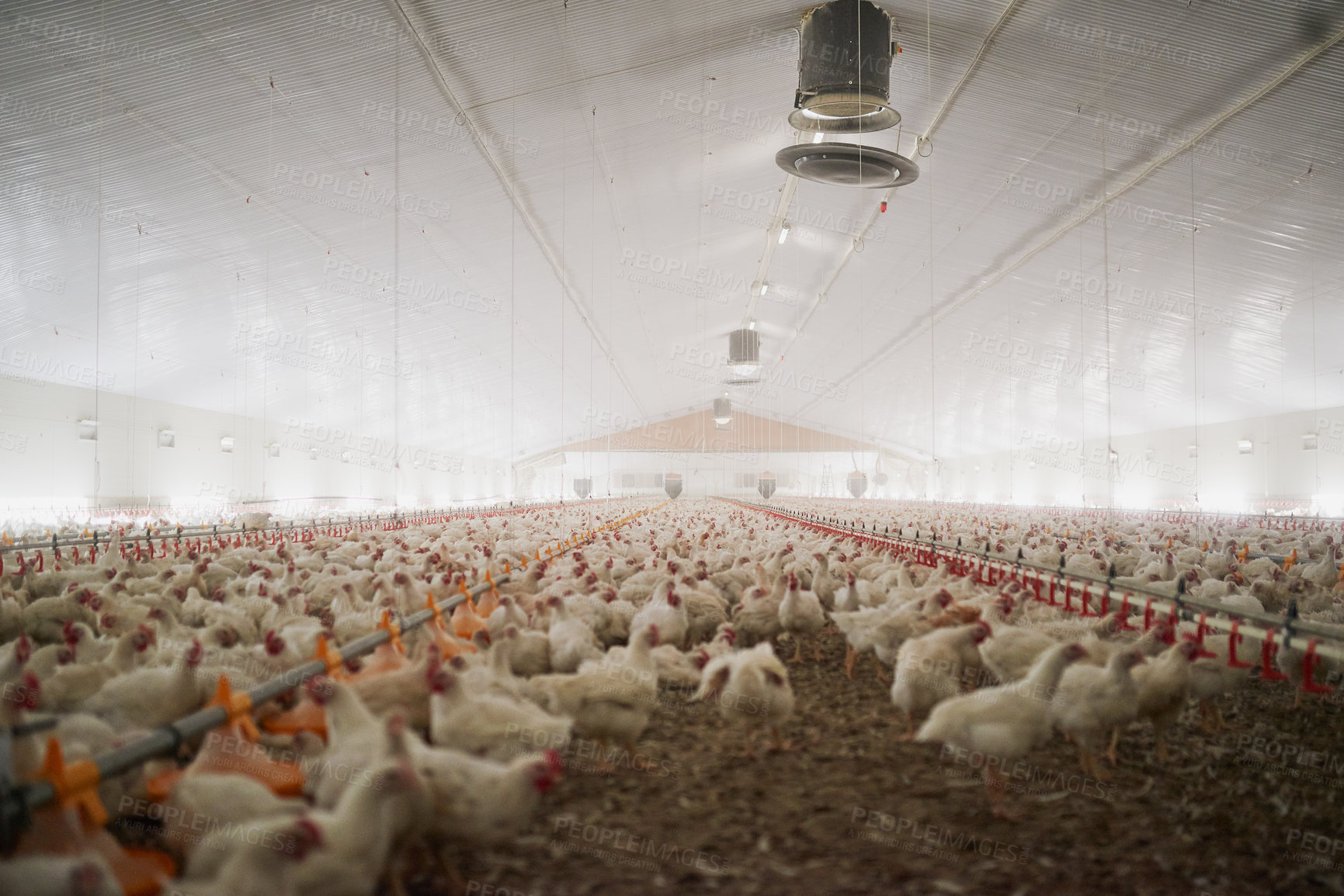 Buy stock photo Shot of a large flock of chicken hens all together in a big warehouse on a farm
