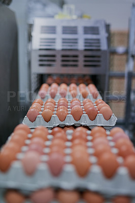 Buy stock photo Chicken eggs, package or tray at machine for sorting, quality assurance or agriculture. Factory, poultry or farming in warehouse for sustainability, collection or grading process in food production